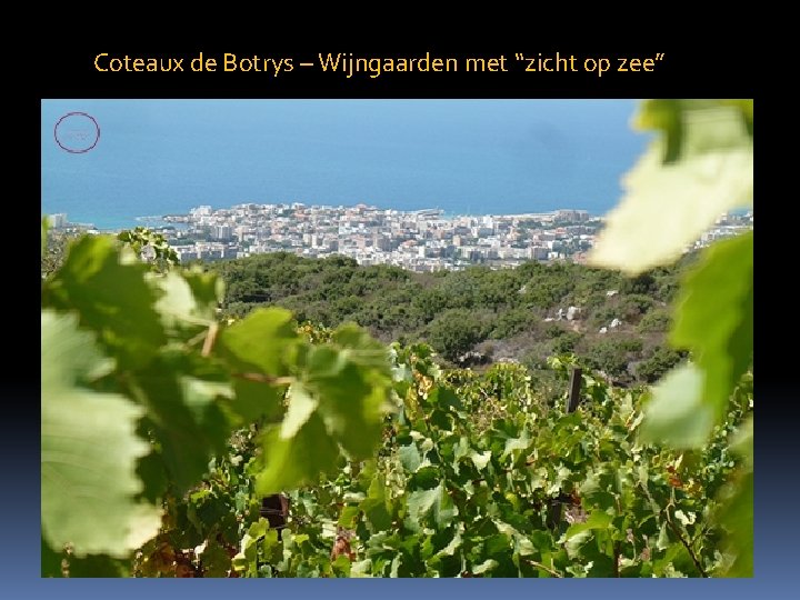 Coteaux de Botrys – Wijngaarden met “zicht op zee” 