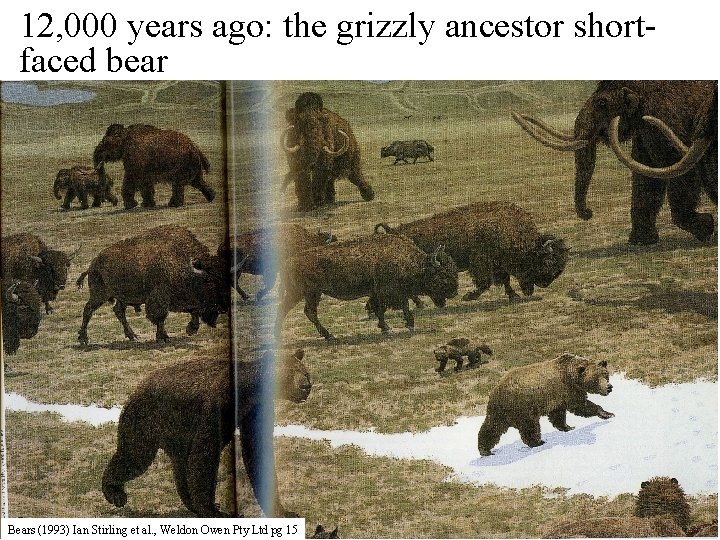 12, 000 years ago: the grizzly ancestor shortfaced bear Bears (1993) Ian Stirling et