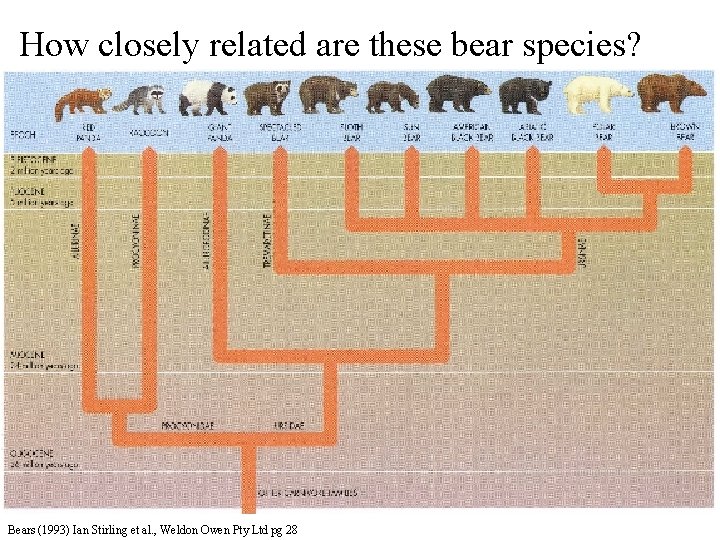 How closely related are these bear species? Bears (1993) Ian Stirling et al. ,