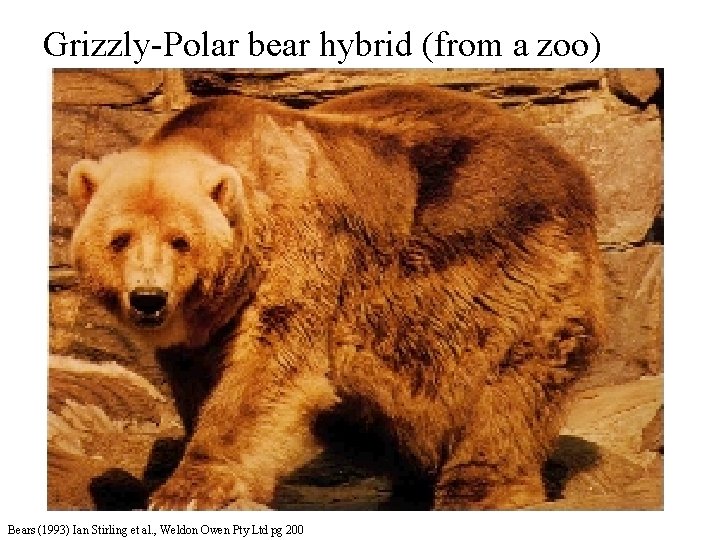 Grizzly-Polar bear hybrid (from a zoo) Bears (1993) Ian Stirling et al. , Weldon