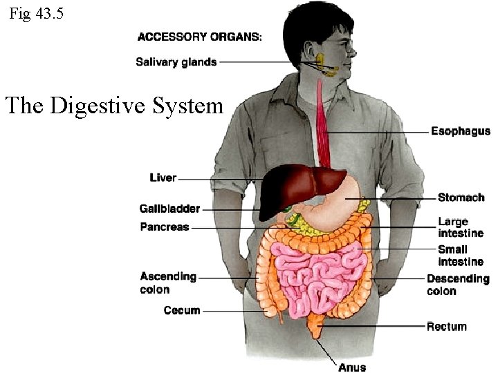 Fig 43. 5 The Digestive System 