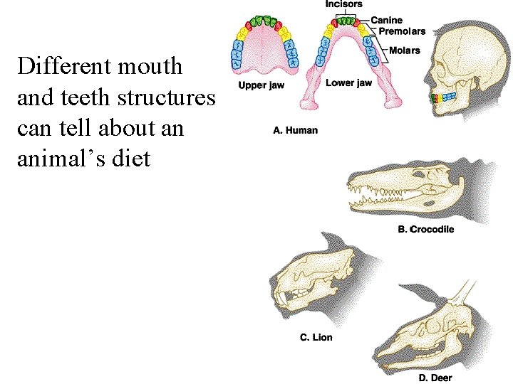 Different mouth and teeth structures can tell about an animal’s diet 