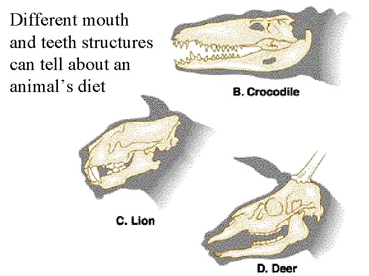Different mouth and teeth structures can tell about an animal’s diet 