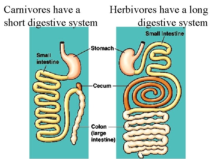 Carnivores have a short digestive system Herbivores have a long digestive system 