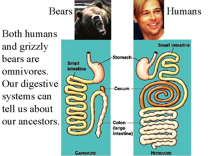 Bears Both humans and grizzly bears are omnivores. Our digestive systems can tell us