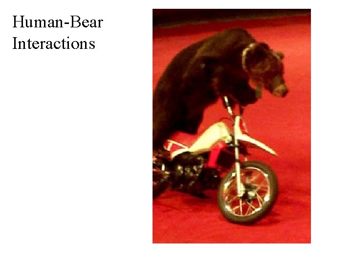Human-Bear Interactions 