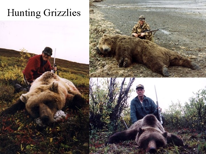 Hunting Grizzlies 