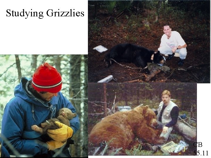 Studying Grizzlies CB 55. 11 