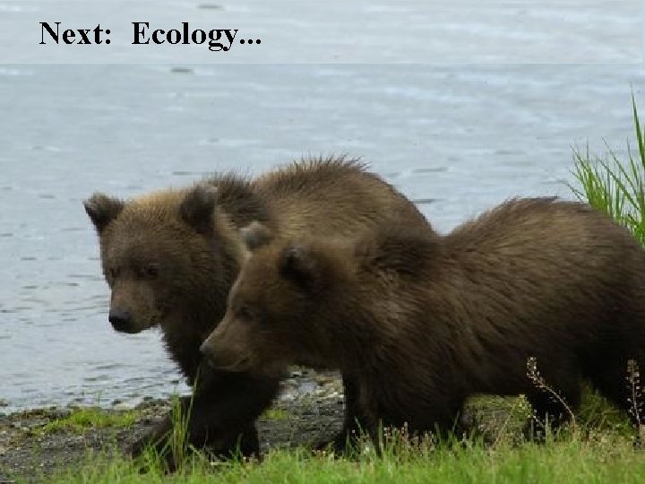 Next: Ecology. . . 