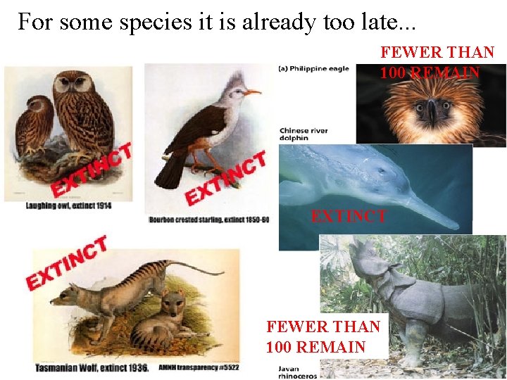 For some species it is already too late. . . FEWER THAN 100 REMAIN