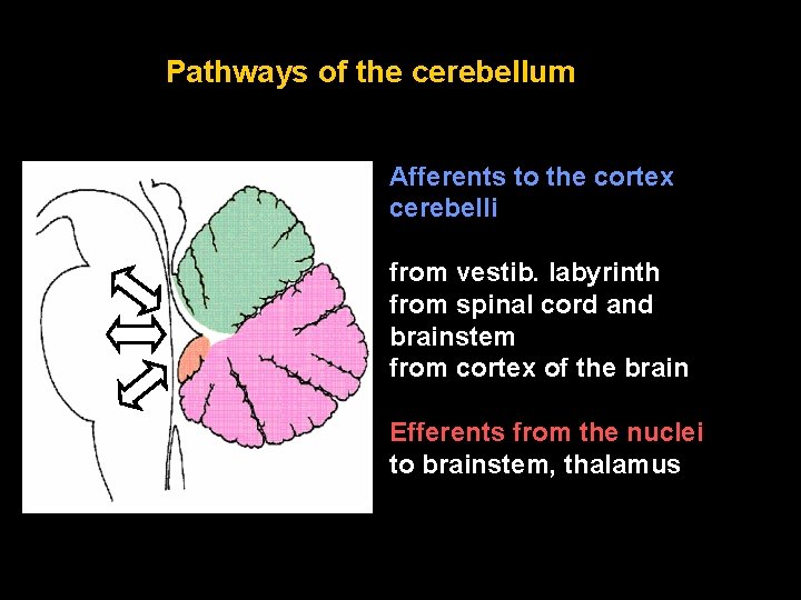 Pathways of the cerebellum Afferents to the cortex cerebelli from vestib. labyrinth from spinal