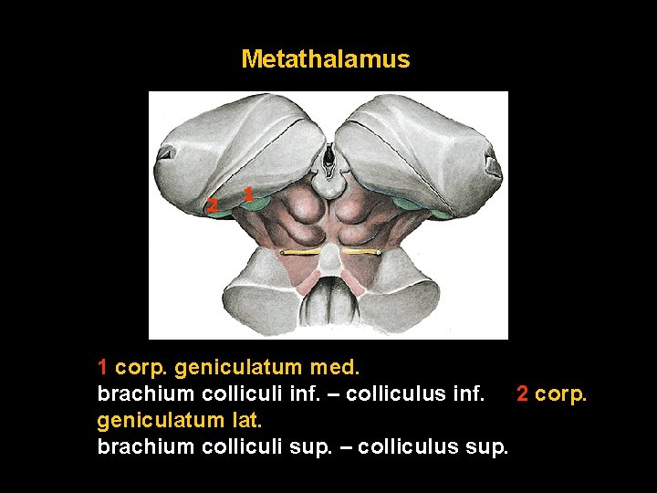 Metathalamus 2 1 1 corp. geniculatum med. brachium colliculi inf. – colliculus inf. 2