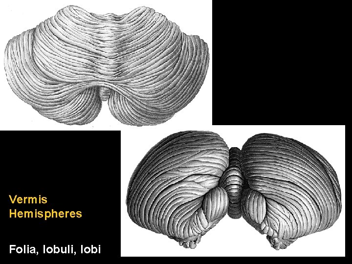 Vermis Hemispheres Folia, lobuli, lobi 