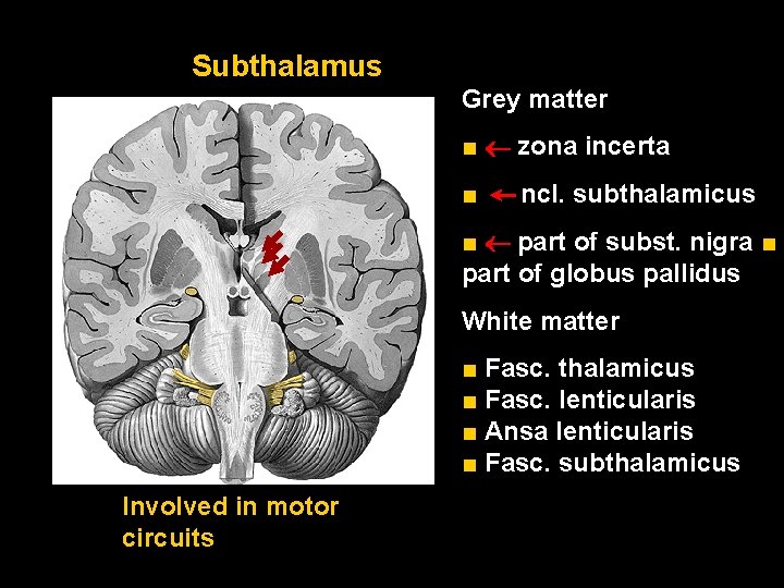 Subthalamus Grey matter ■ zona incerta ■ ncl. subthalamicus ■ part of subst. nigra