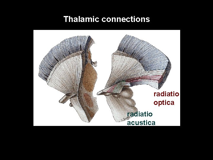 Thalamic connections radiatio optica radiatio acustica 