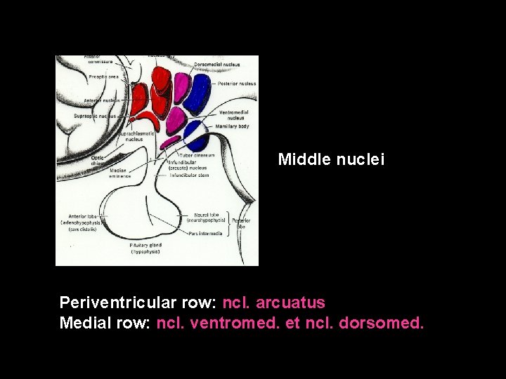 Middle nuclei Periventricular row: ncl. arcuatus Medial row: ncl. ventromed. et ncl. dorsomed. 