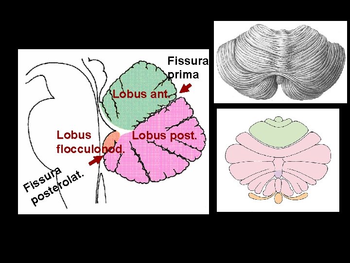 Fissura prima Lobus ant. Lobus post. flocculonod. ra at. u s rol s i