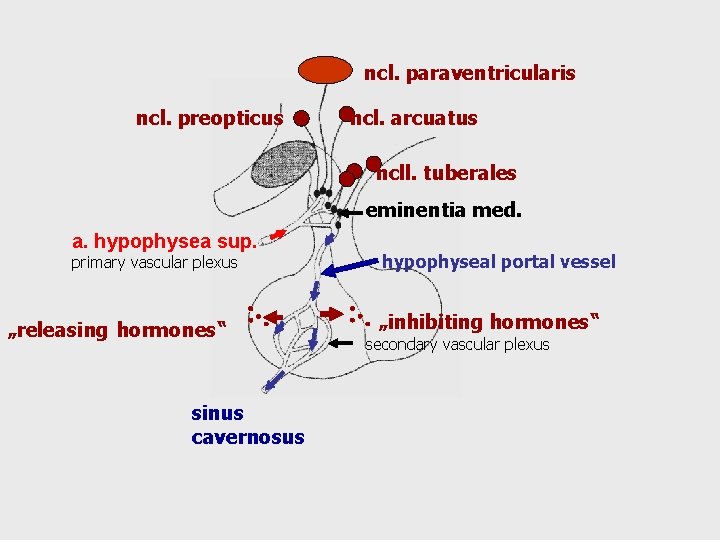 ncl. paraventricularis ncl. preopticus ncl. arcuatus ncll. tuberales eminentia med. a. hypophysea sup. primary