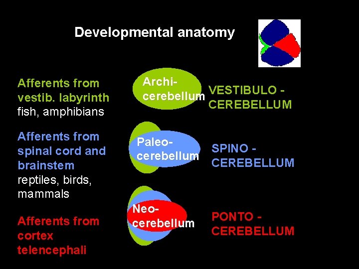 Developmental anatomy Afferents from vestib. labyrinth fish, amphibians Archicerebellum VESTIBULO CEREBELLUM Afferents from spinal