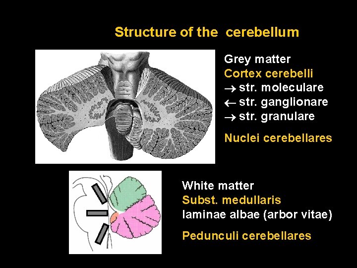 Structure of the cerebellum Grey matter Cortex cerebelli str. moleculare str. ganglionare str. granulare