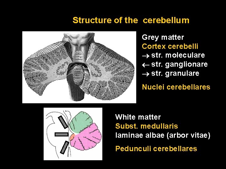 Cerebellum Coordination Of Movements Vermis Hemispheres Folia Lobuli