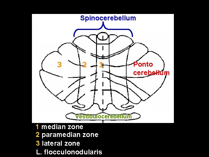 Spinocerebellum 3 2 1 Vestibulocerebellum 1 median zone 2 paramedian zone 3 lateral zone