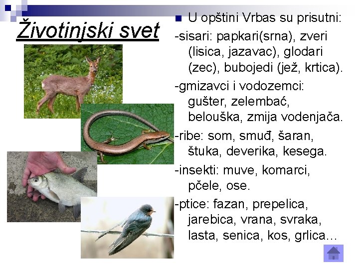 Životinjski svet U opštini Vrbas su prisutni: -sisari: papkari(srna), zveri (lisica, jazavac), glodari (zec),