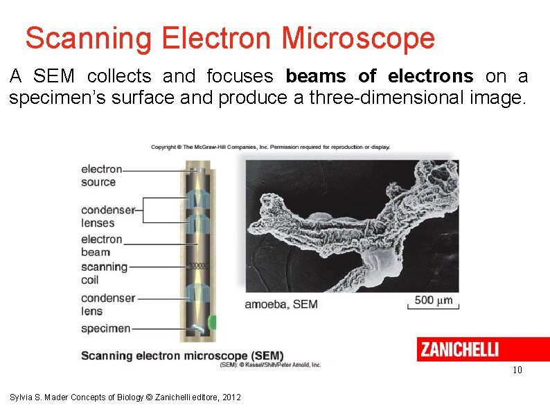 Scanning Electron Microscope A SEM collects and focuses beams of electrons on a specimen’s