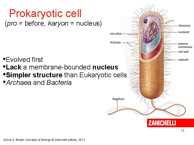 Prokaryotic cell (pro = before, karyon = nucleus) • Evolved first • Lack a