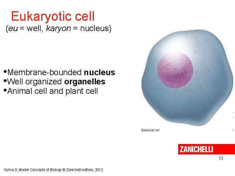 Eukaryotic cell (eu = well, karyon = nucleus) • Membrane-bounded nucleus • Well organized