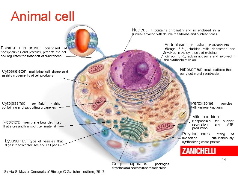 Animal cell Nucleus: it contains chromatin and is enclosed in a nuclear envelop with