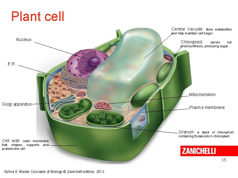 Plant cell Central Vacuole: store metabolites and help maintain cell turgor Nucleus Chloroplast: carries