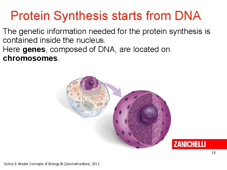 Protein Synthesis starts from DNA The genetic information needed for the protein synthesis is