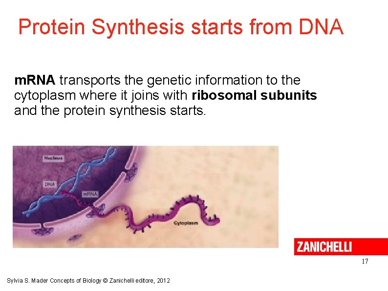 Protein Synthesis starts from DNA m. RNA transports the genetic information to the cytoplasm