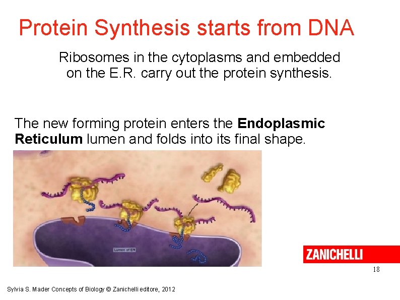 Protein Synthesis starts from DNA Ribosomes in the cytoplasms and embedded on the E.