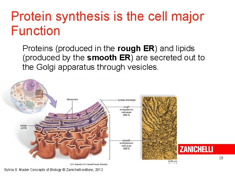 Protein synthesis is the cell major Function Proteins (produced in the rough ER) and