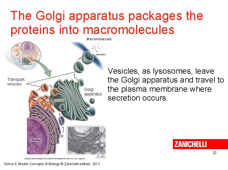 The Golgi apparatus packages the proteins into macromolecules Macromolecules Transport vesicles Golgi apparatus Vesicles,