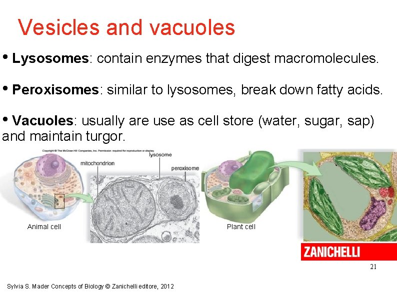 Vesicles and vacuoles • Lysosomes: contain enzymes that digest macromolecules. • Peroxisomes: similar to