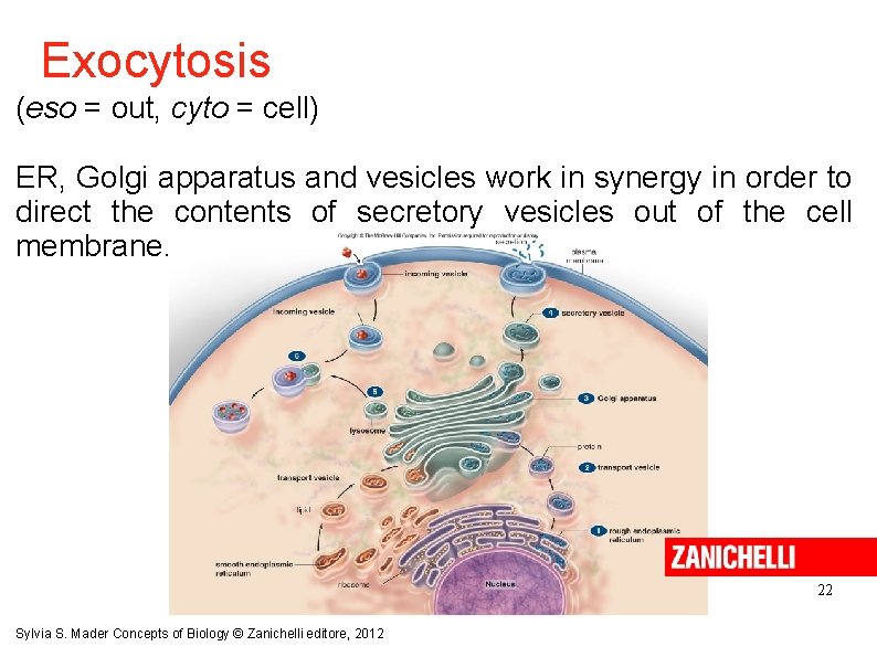 Exocytosis (eso = out, cyto = cell) ER, Golgi apparatus and vesicles work in