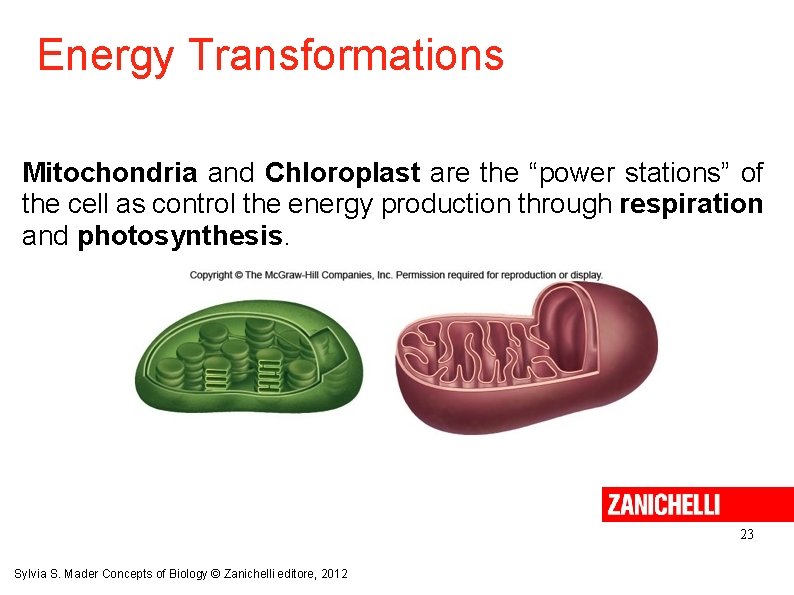 Energy Transformations Mitochondria and Chloroplast are the “power stations” of the cell as control