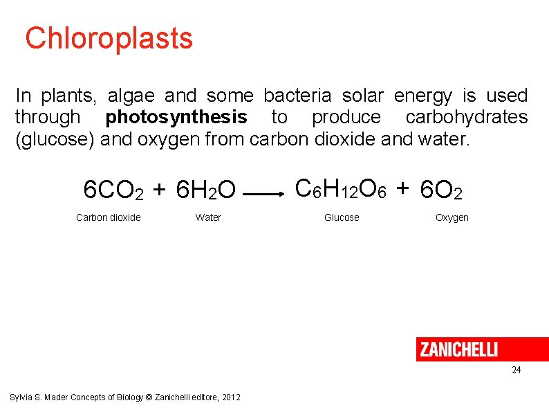 Chloroplasts In plants, algae and some bacteria solar energy is used through photosynthesis to