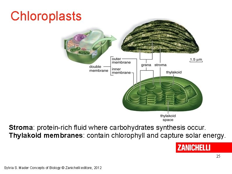 Chloroplasts Stroma: protein-rich fluid where carbohydrates synthesis occur. Thylakoid membranes: contain chlorophyll and capture