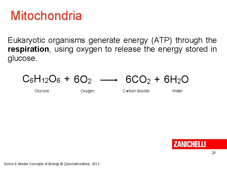 Mitochondria Eukaryotic organisms generate energy (ATP) through the respiration, using oxygen to release the