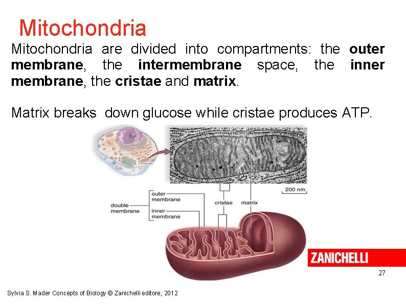 Mitochondria are divided into compartments: the outer membrane, the intermembrane space, the inner membrane,