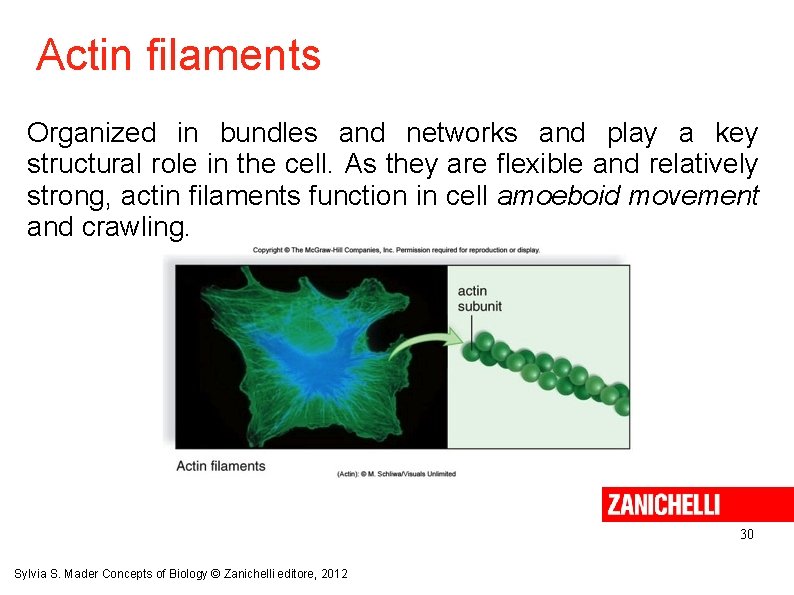 Actin filaments Organized in bundles and networks and play a key structural role in
