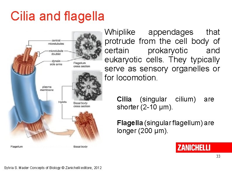 Cilia and flagella Whiplike appendages that protrude from the cell body of certain prokaryotic