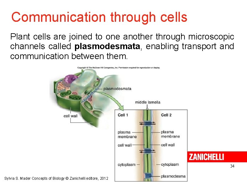 Communication through cells Plant cells are joined to one another through microscopic channels called