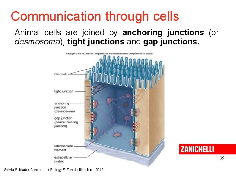 Communication through cells Animal cells are joined by anchoring junctions (or desmosoma), tight junctions