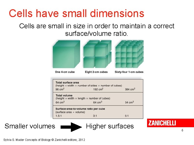 Cells have small dimensions Cells are small in size in order to maintain a