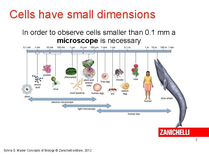 Cells have small dimensions In order to observe cells smaller than 0. 1 mm